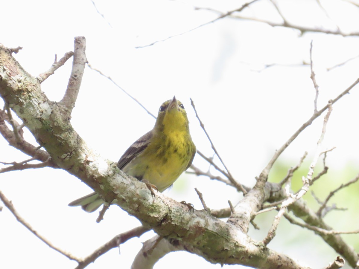 Pine Warbler - ML645940722