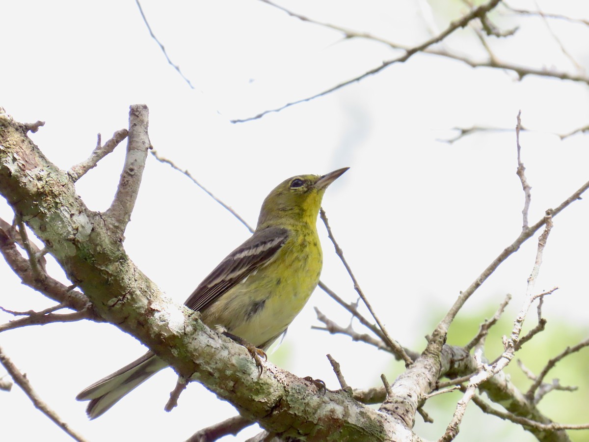 Pine Warbler - ML645940723