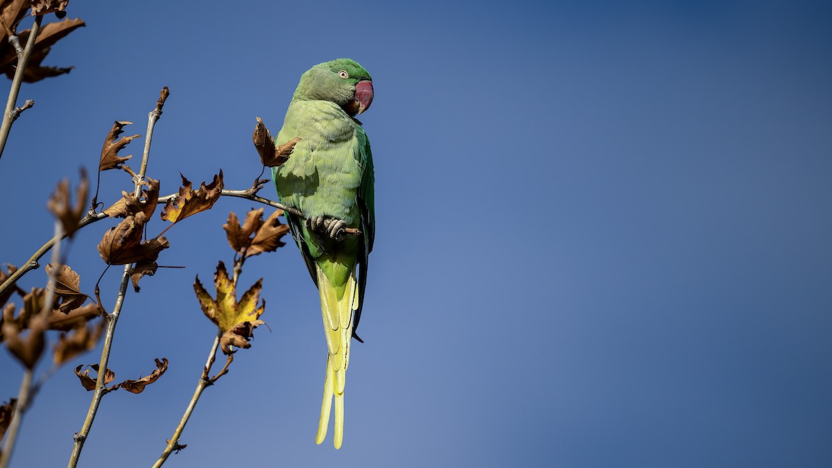 Alexandrine Parakeet - ML645940724