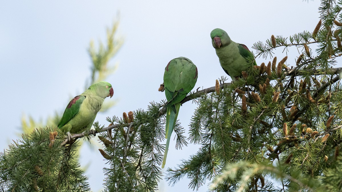 Alexandrine Parakeet - ML645940725