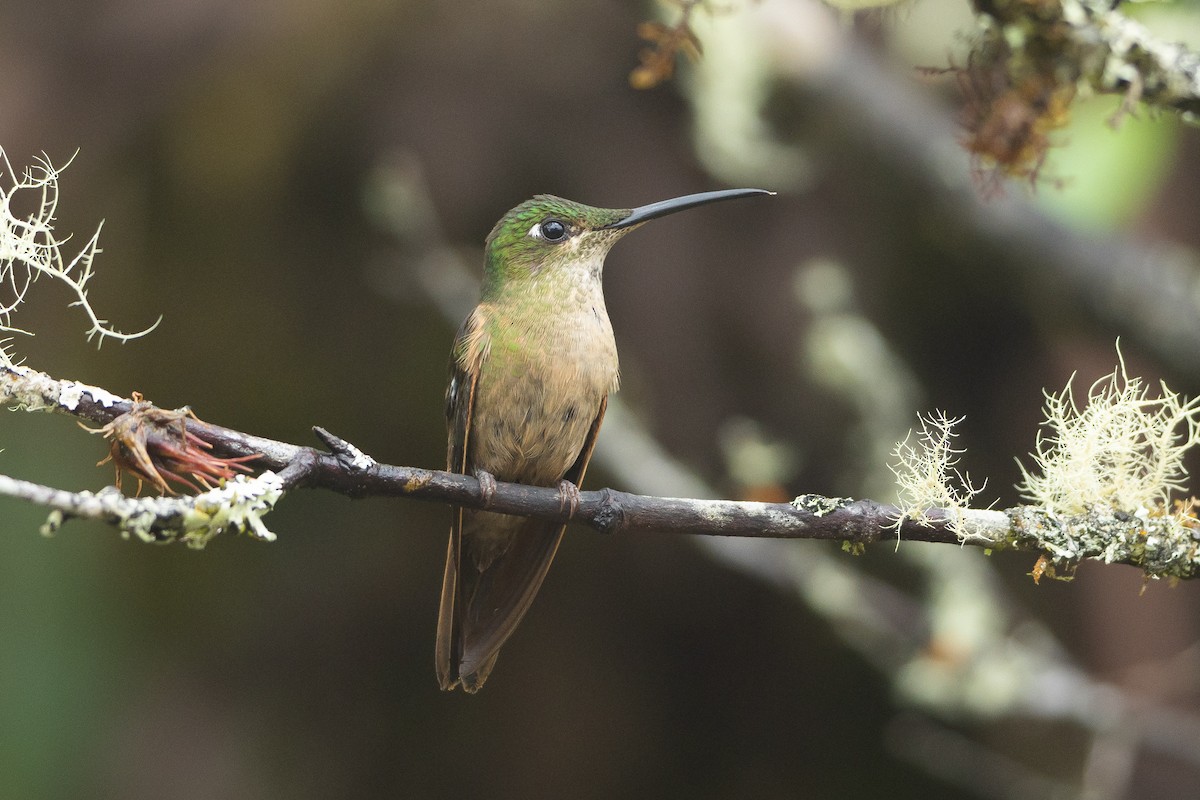 Fawn-breasted Brilliant - ML645940726