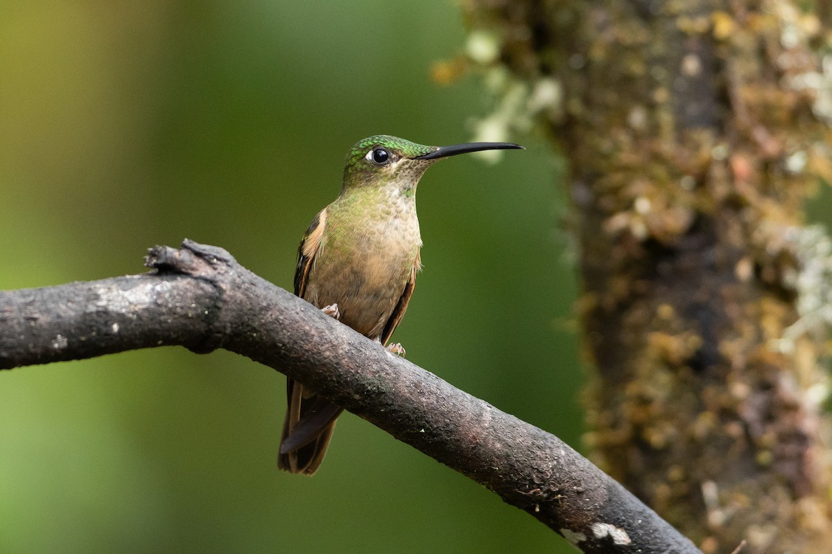 Fawn-breasted Brilliant - ML645940727