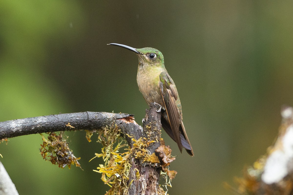 Fawn-breasted Brilliant - ML645940728