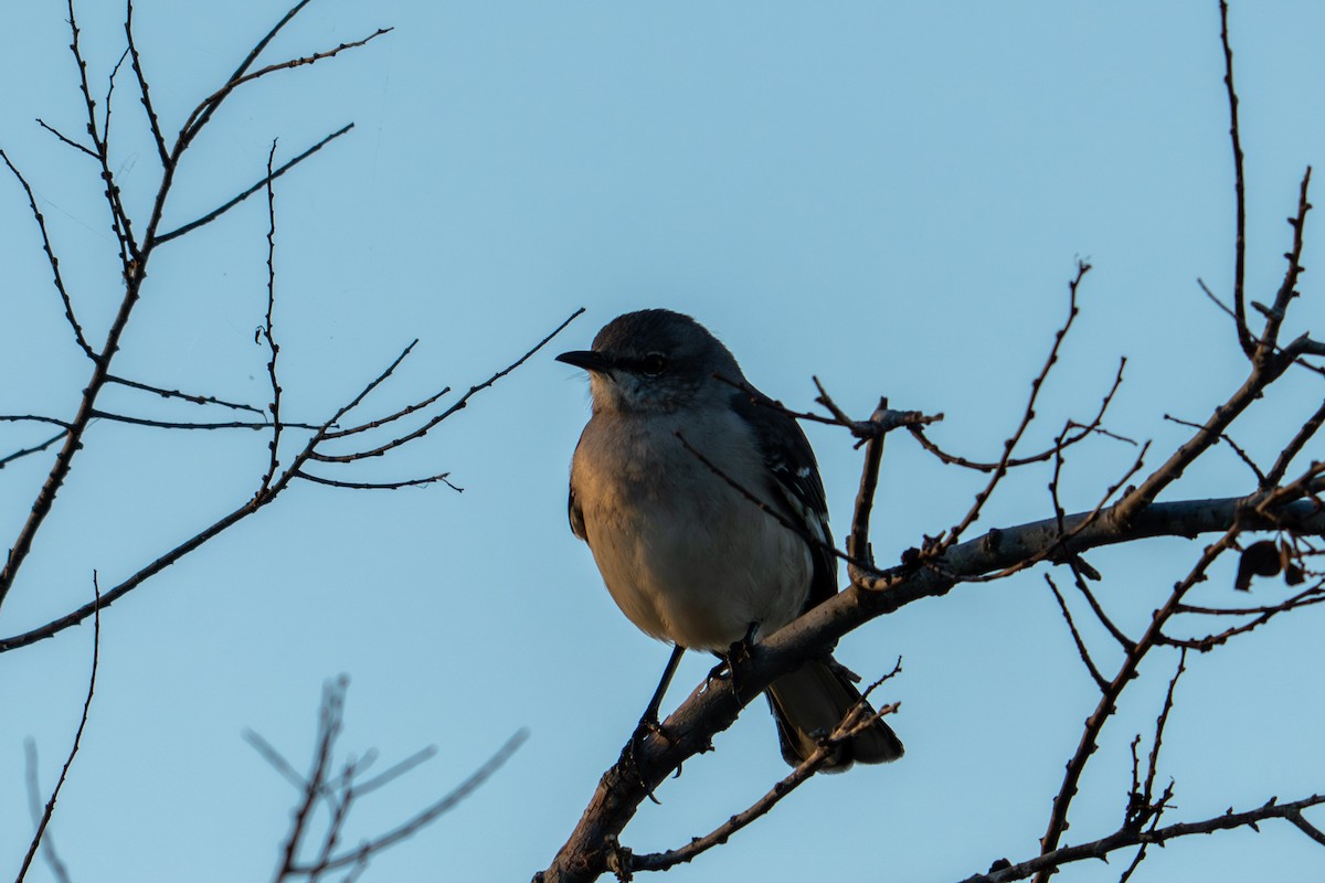 Northern Mockingbird - ML645940729