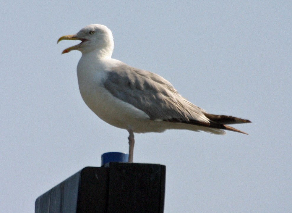 American Herring Gull - ML645940730