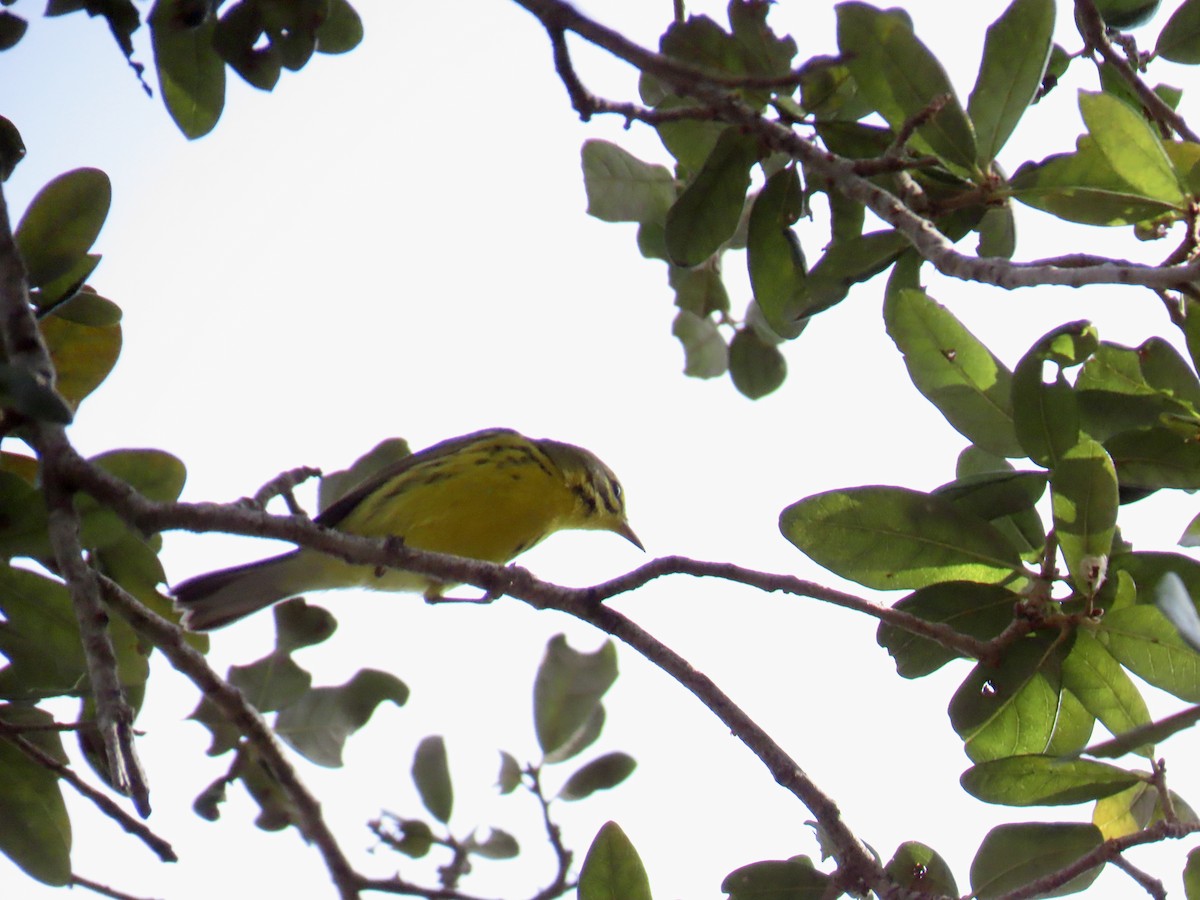 Prairie Warbler - ML645940731