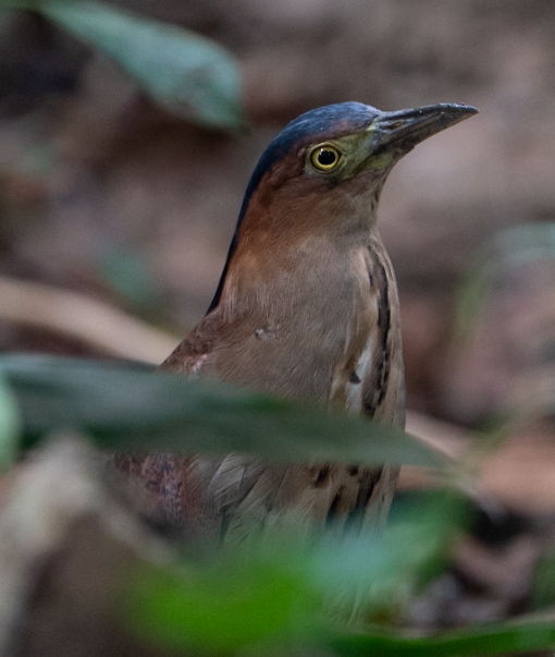 Malayan Night Heron - ML645940732