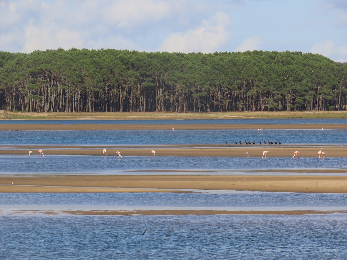 Neotropic Cormorant - ML645940734