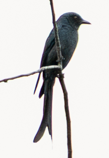askedrongo - ML645940735