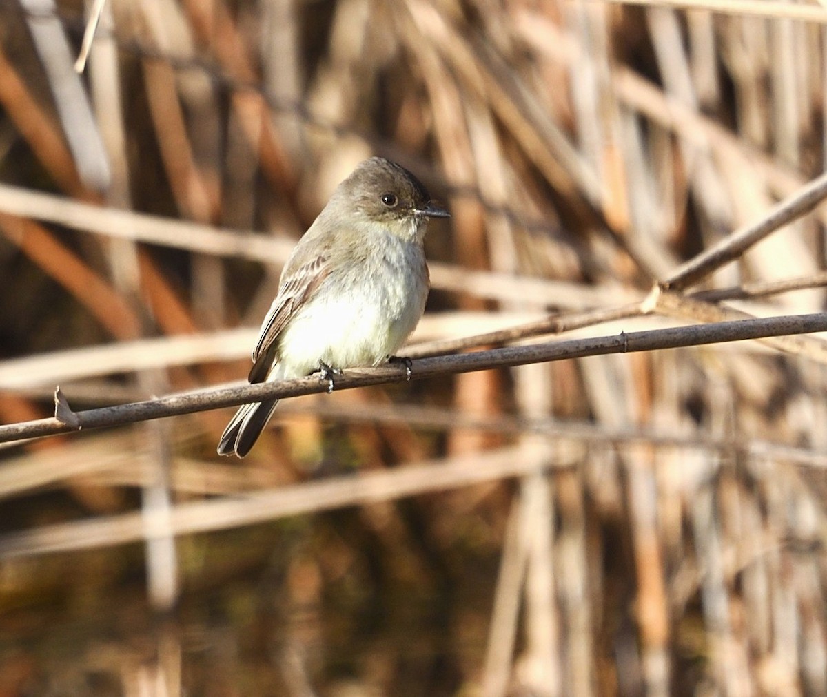 Eastern Phoebe - ML645940738