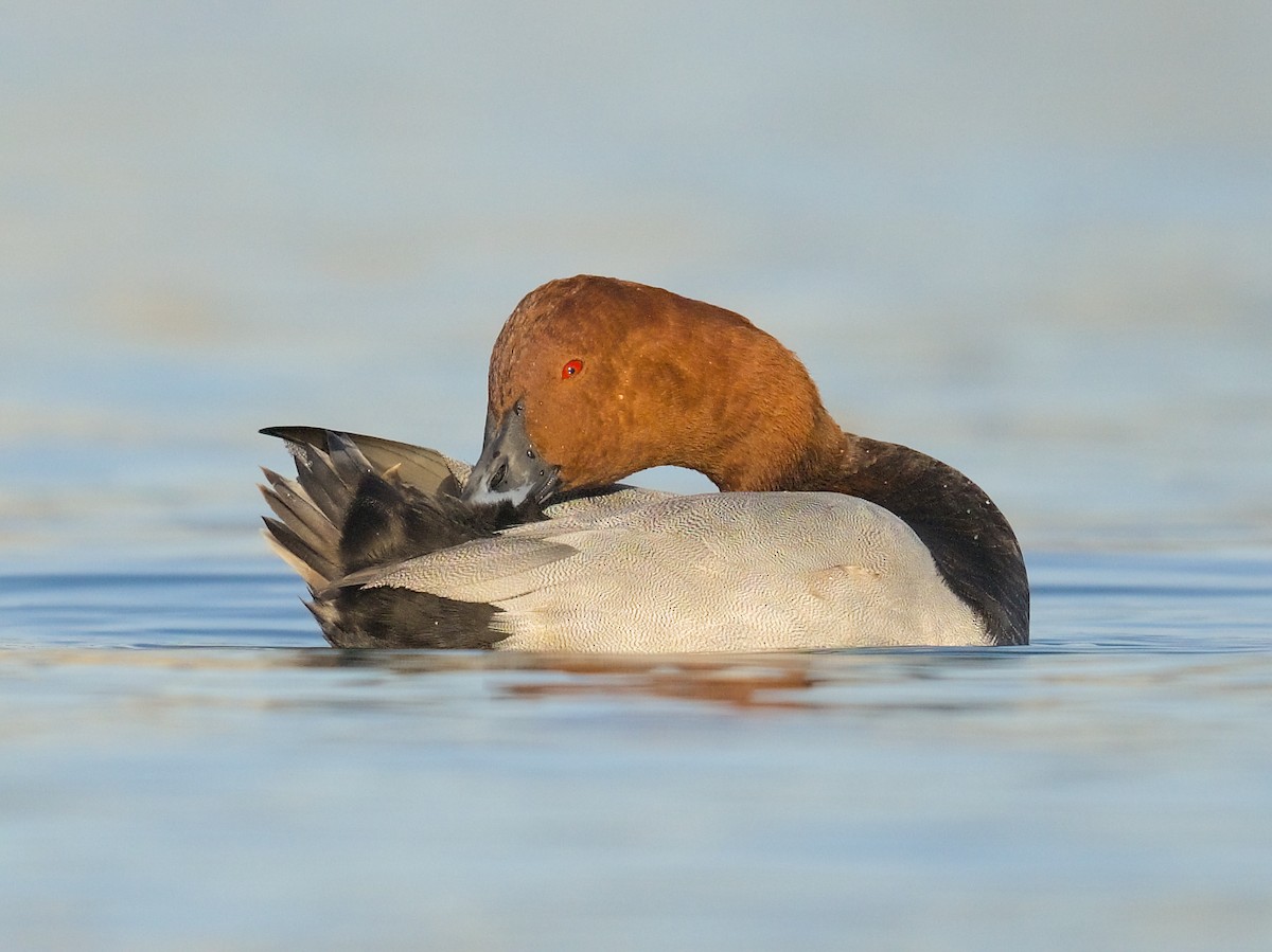 Common Pochard - ML645940740