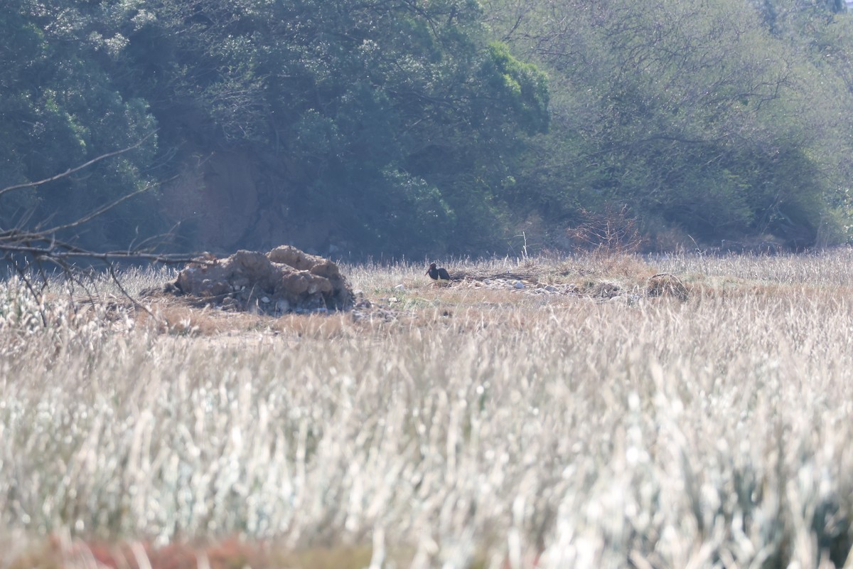 Black Stork - ML645940742