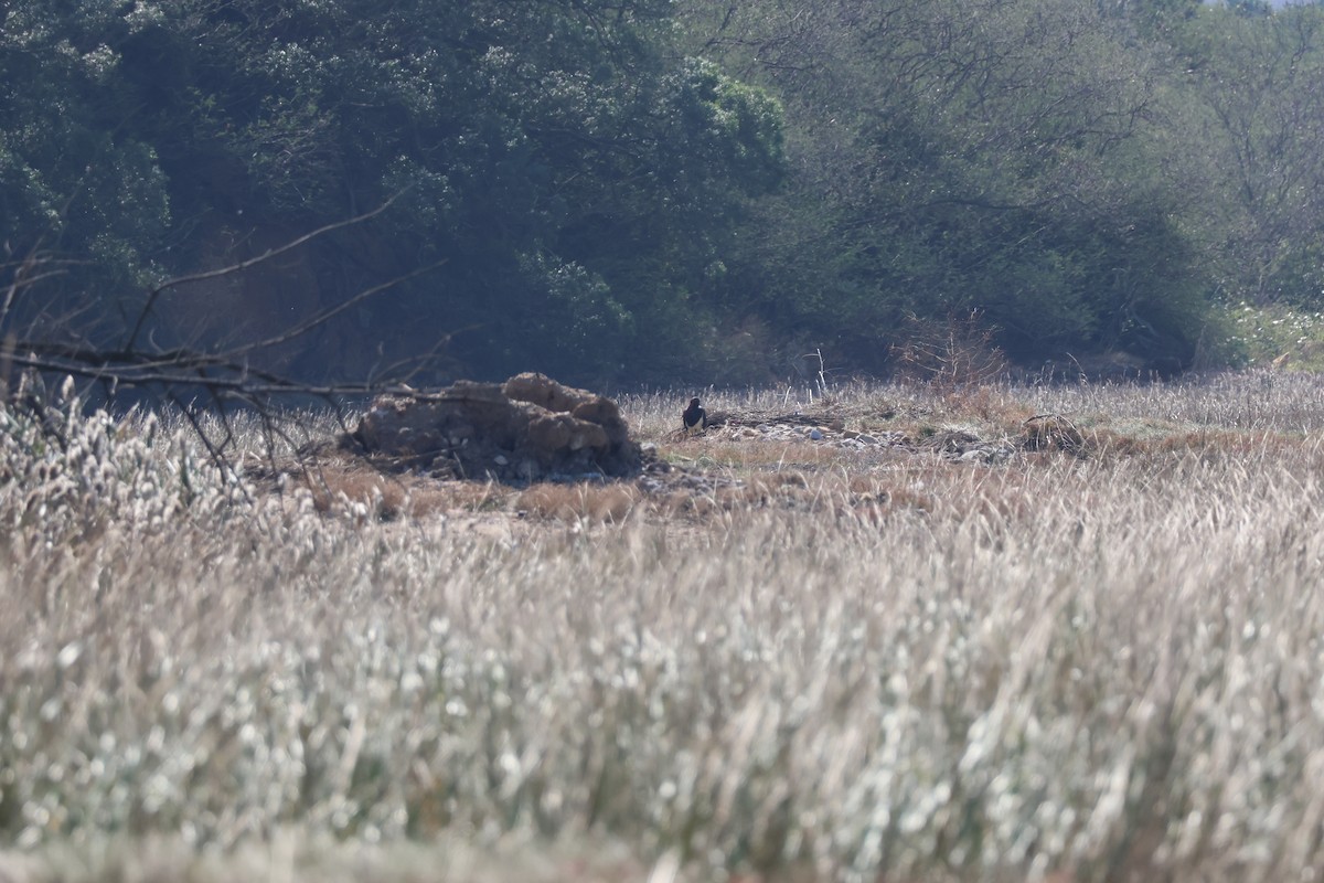 Black Stork - ML645940743