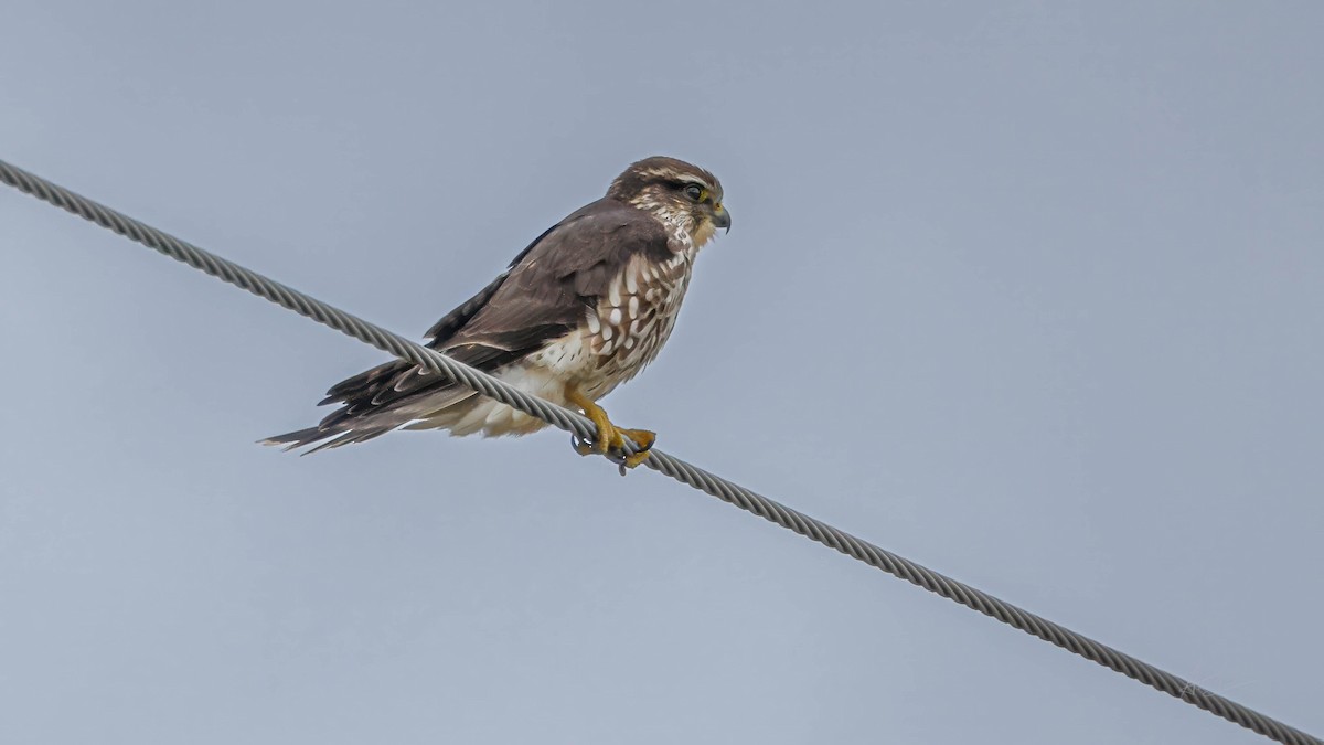 Merlin - ML645940744