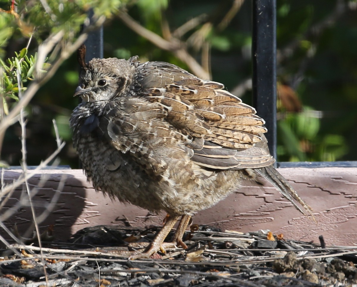 California Quail - ML645940745
