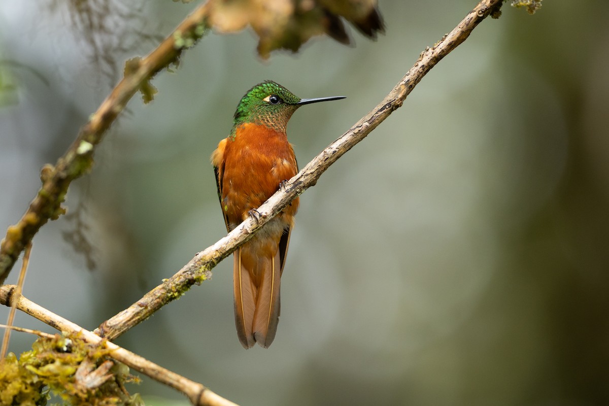 Chestnut-breasted Coronet - ML645940746