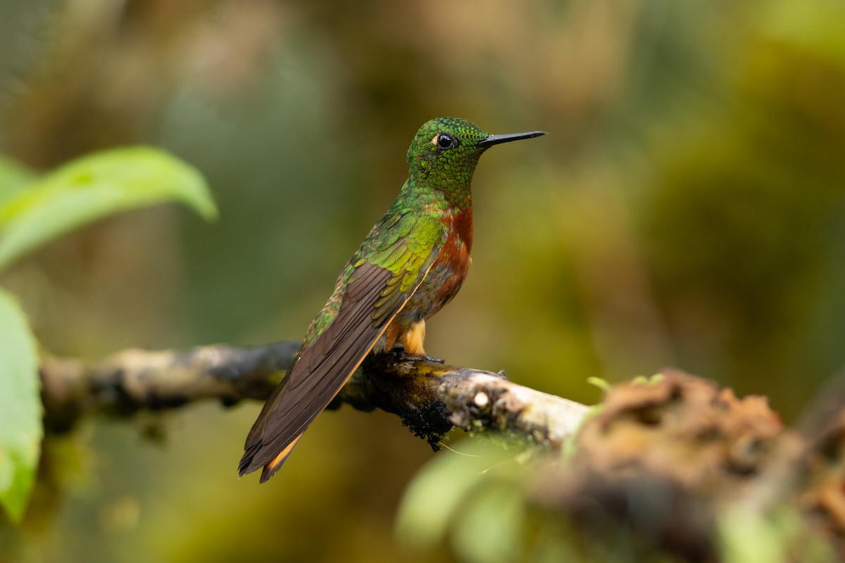 Chestnut-breasted Coronet - ML645940747