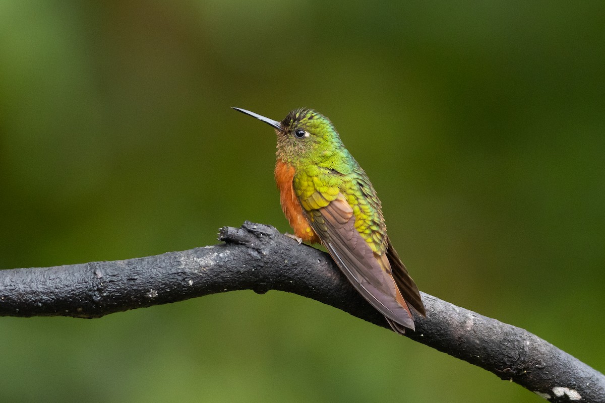 Chestnut-breasted Coronet - ML645940748
