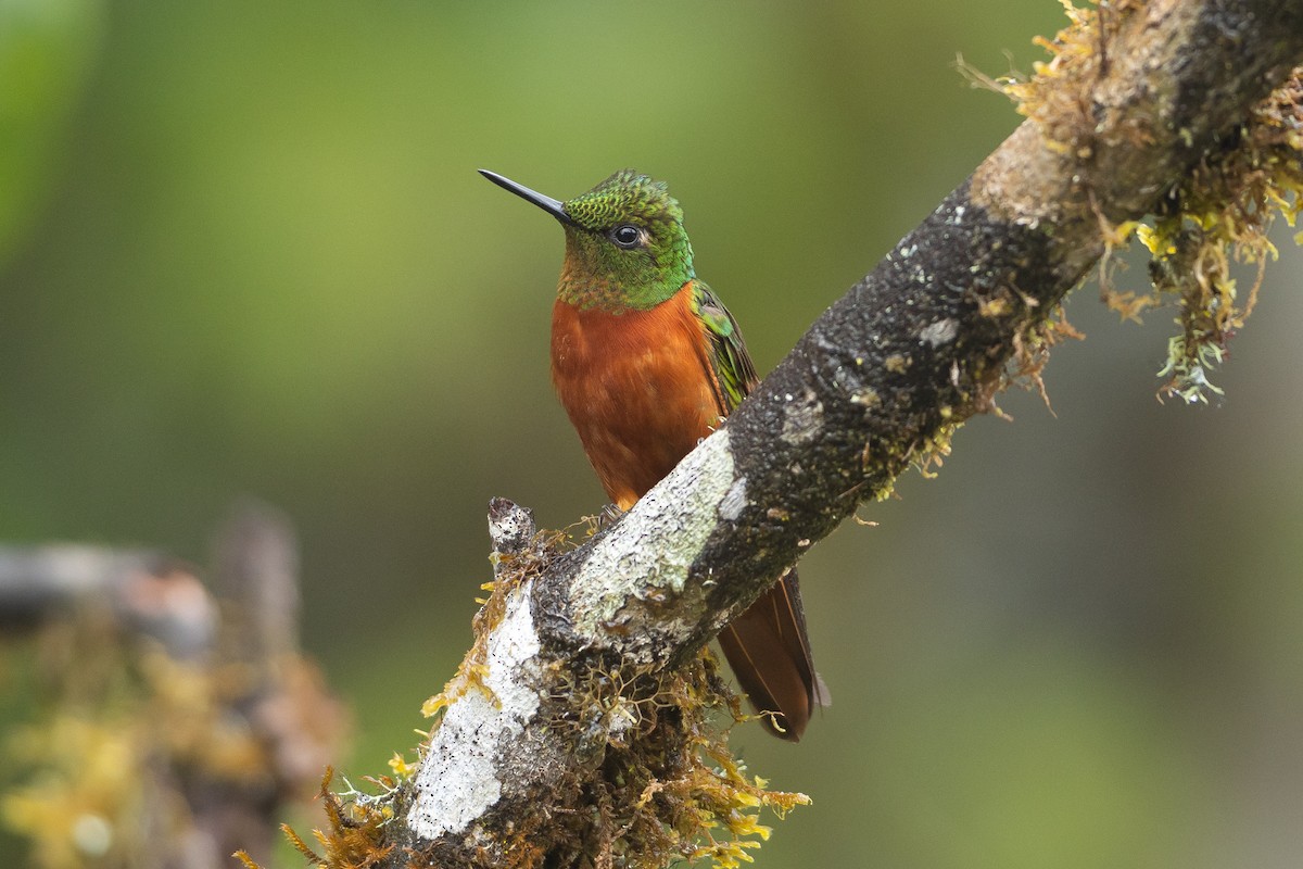 Chestnut-breasted Coronet - ML645940749