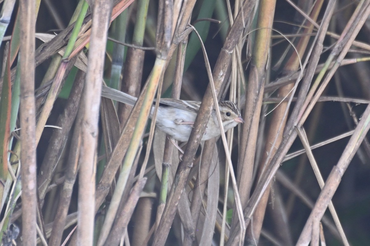 Clay-colored Sparrow - ML645940755