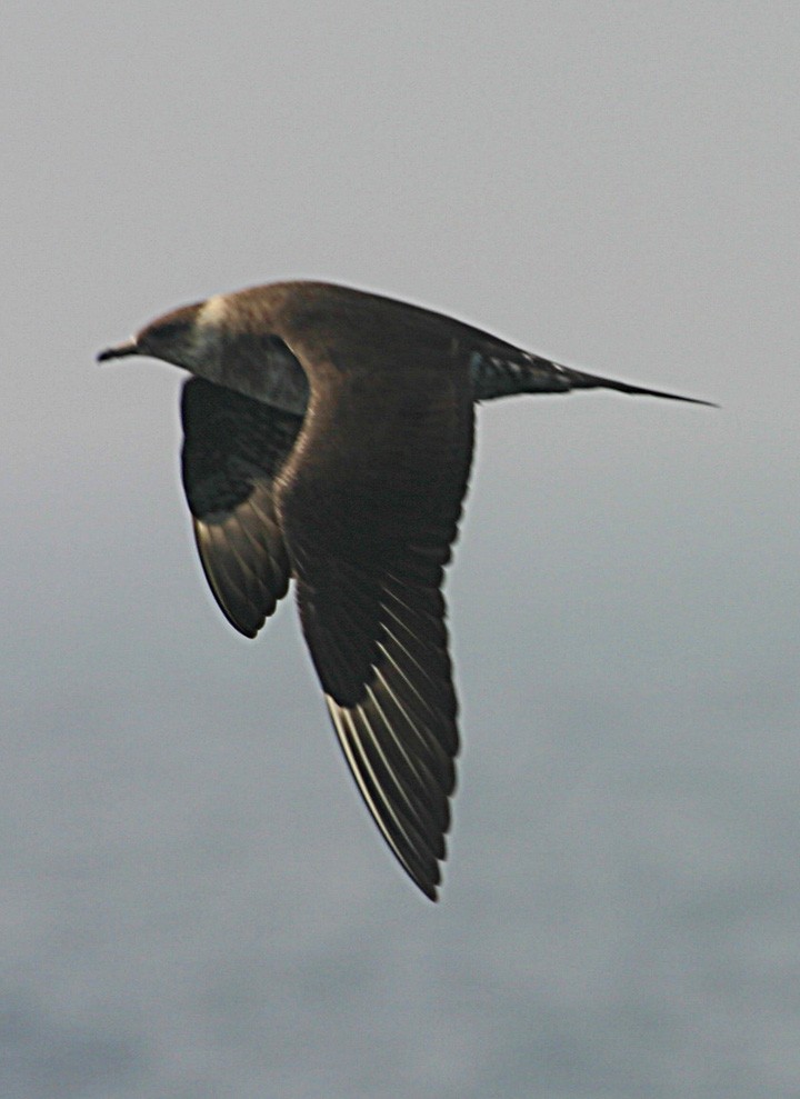 Parasitic Jaeger - ML645940756