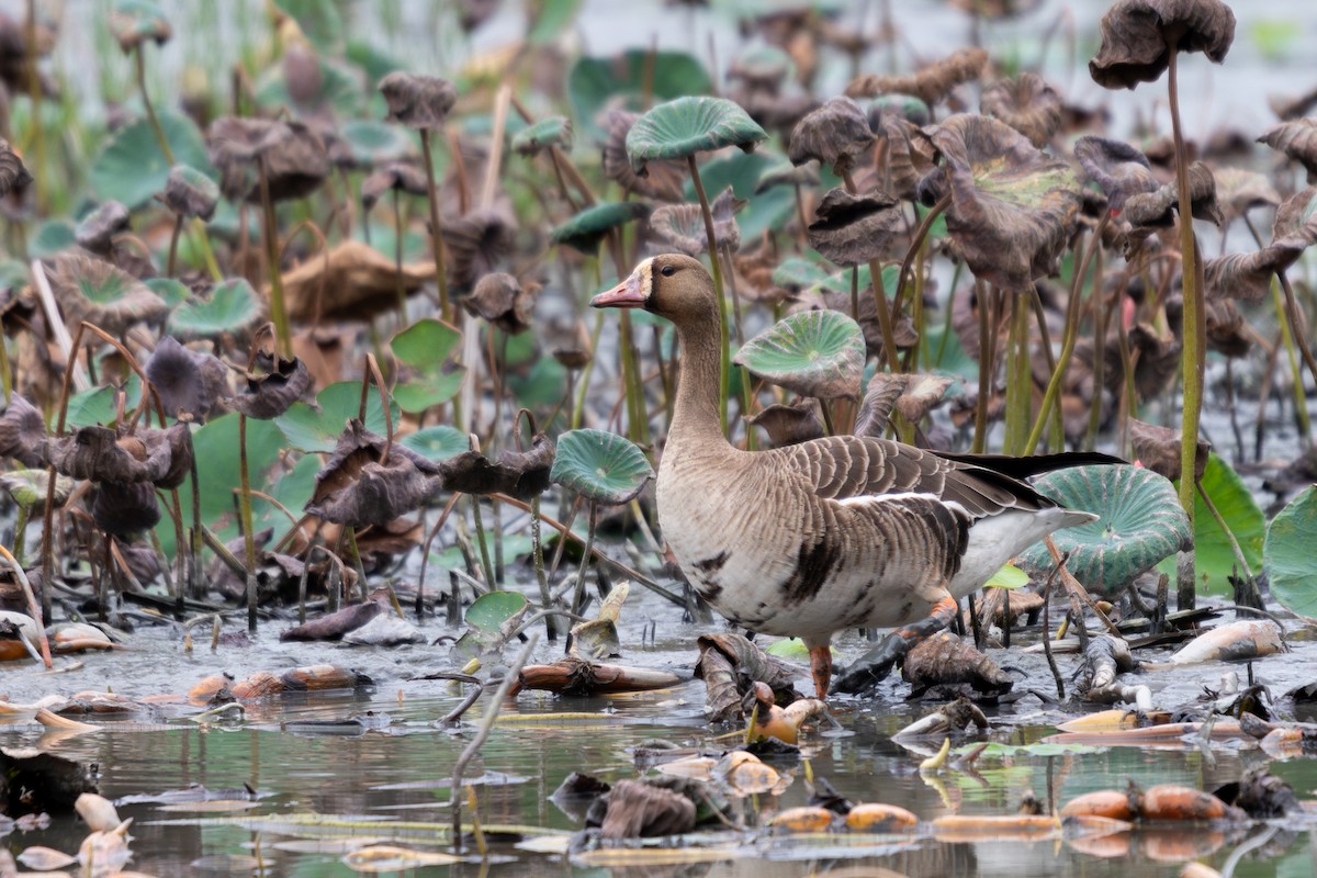 Greater White-fronted Goose - ML645940759