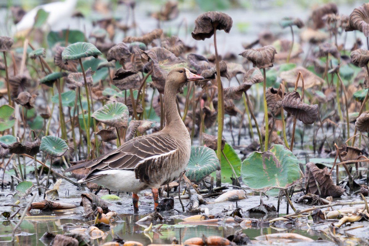 Greater White-fronted Goose - ML645940762
