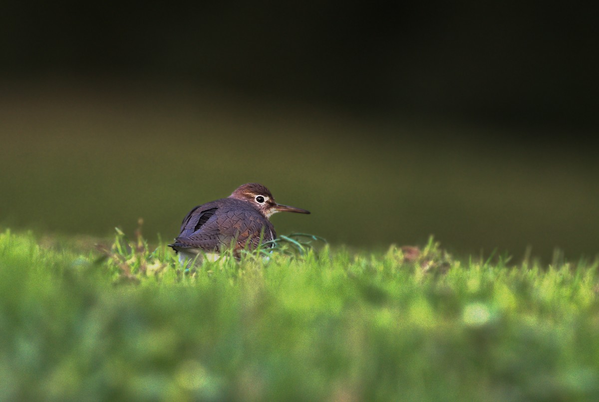 Common Sandpiper - ML645940765