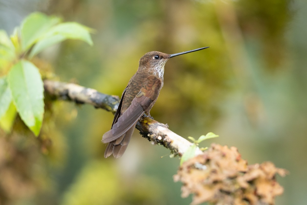 Bronz İnka - ML645940766