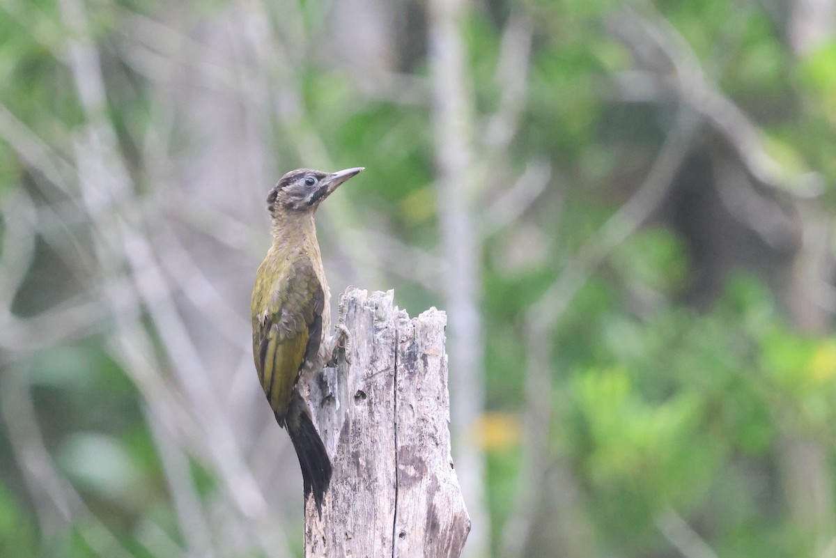 Laced Woodpecker - ML645940769