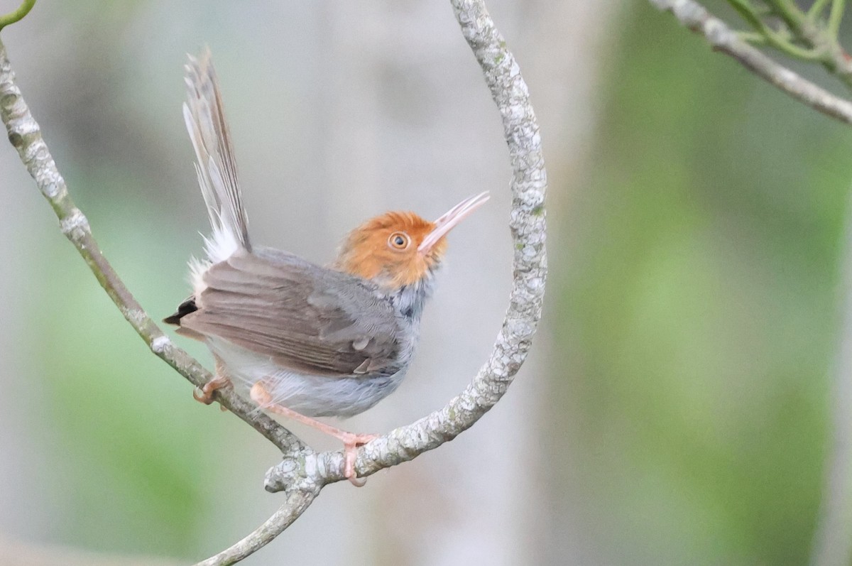 Ashy Tailorbird - ML645940771
