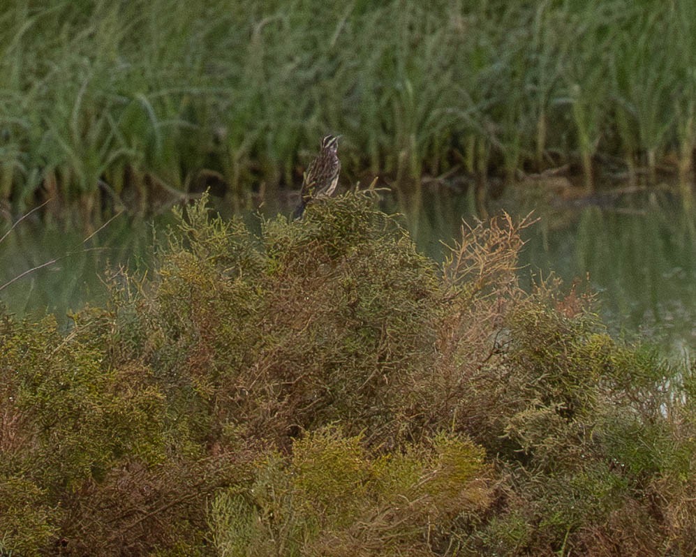 Lincoln's Sparrow - ML645940772