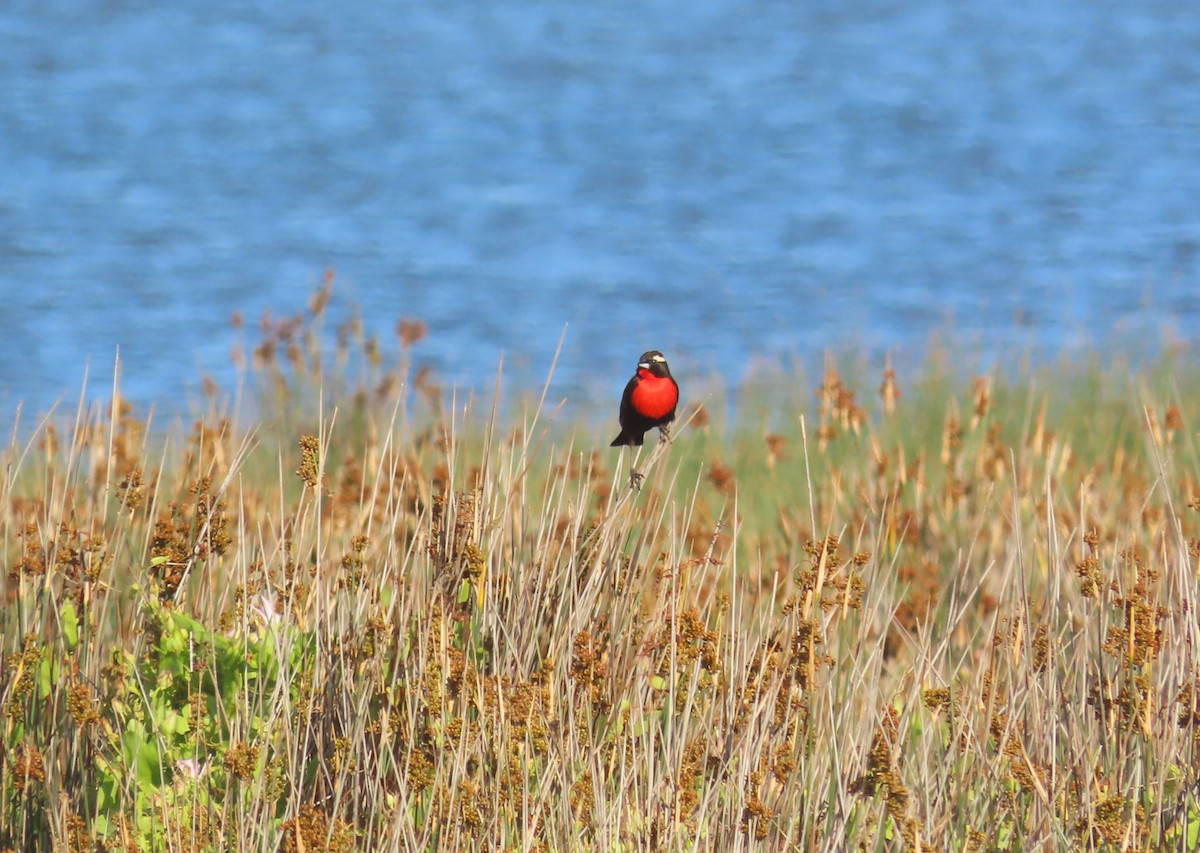 White-browed Meadowlark - ML645940773