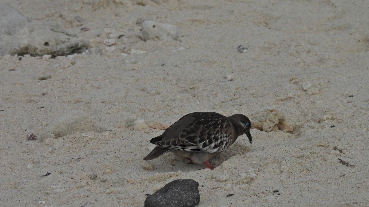 Galapagos Dove - ML645940774