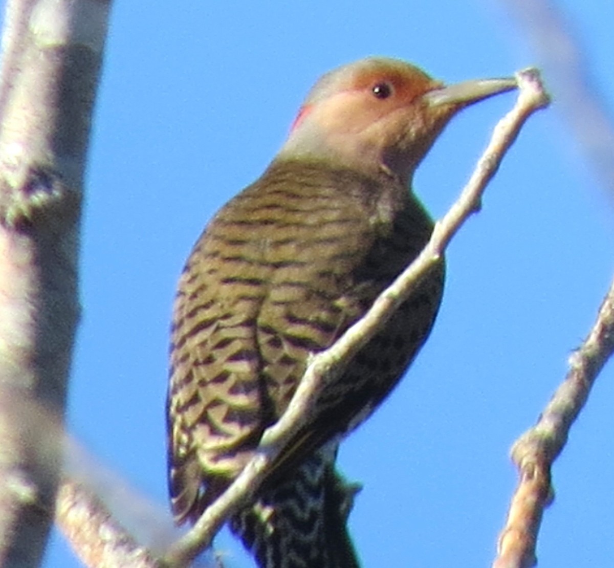 Northern Flicker - ML645940775