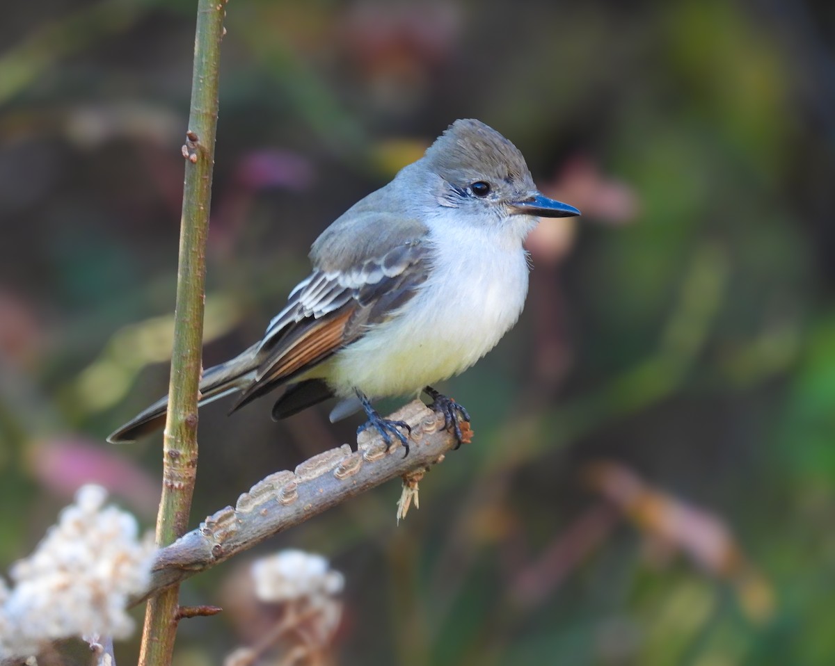 Gri Boğazlı Sinekkapan - ML645940777