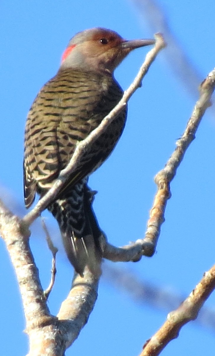 Northern Flicker - ML645940778