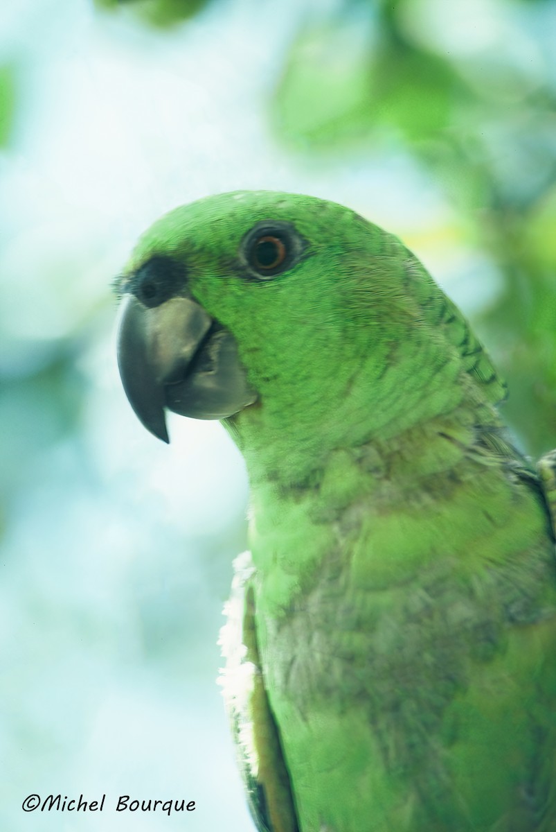Yellow-naped Amazon - ML645940779