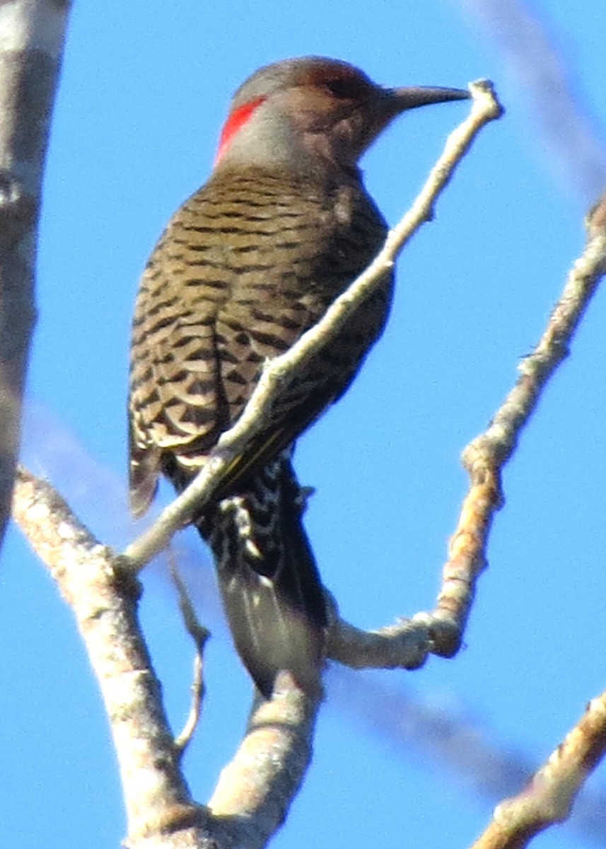 Northern Flicker - ML645940781