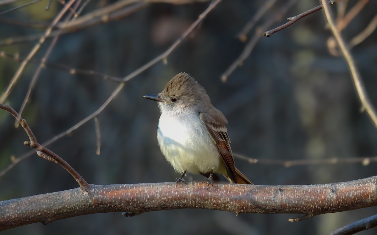 Gri Boğazlı Sinekkapan - ML645940783