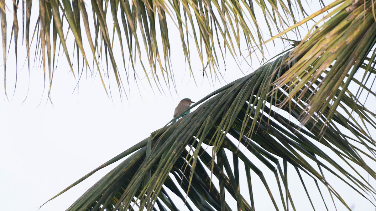 Indian Roller - ML645940784