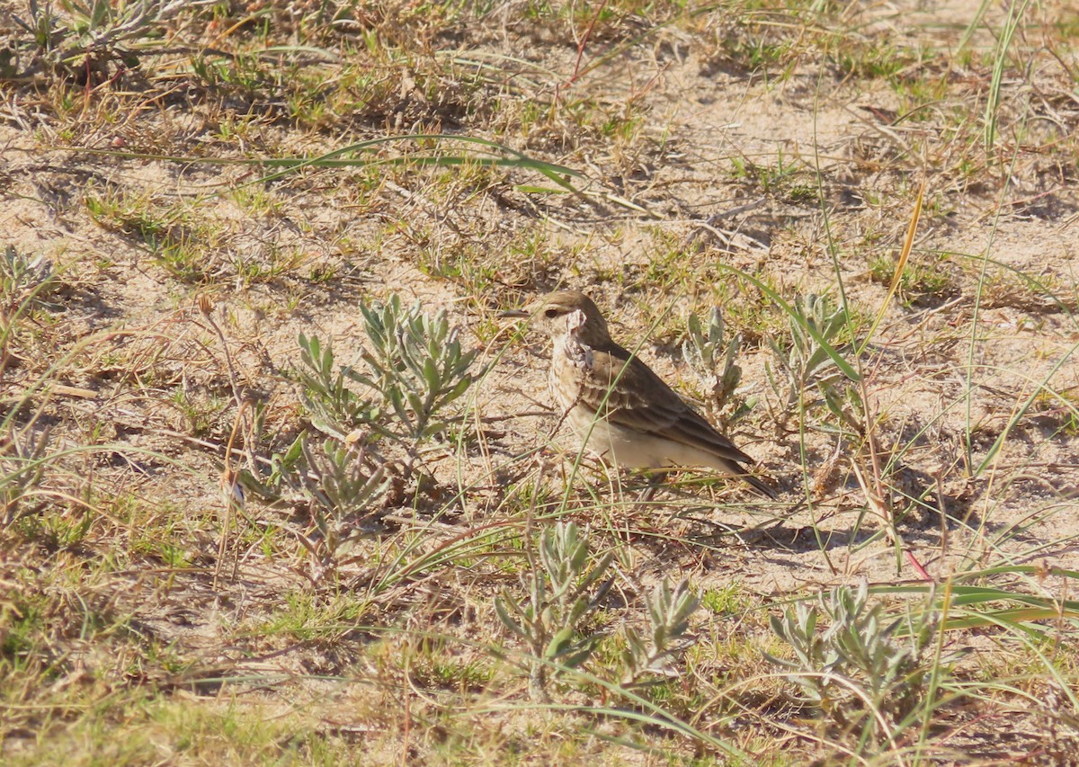 Common Miner - ML645940785