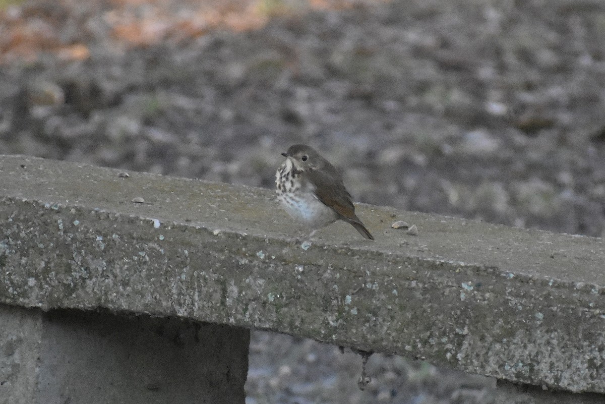 Hermit Thrush - ML645940787