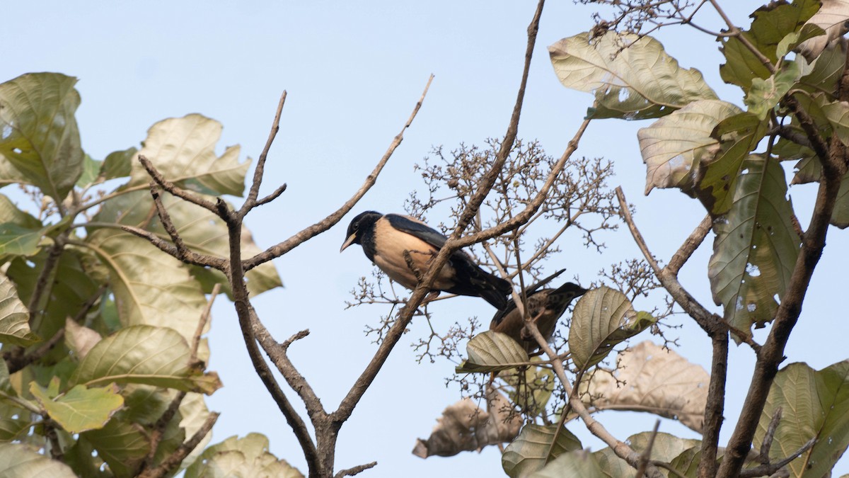 Rosy Starling - ML645940788