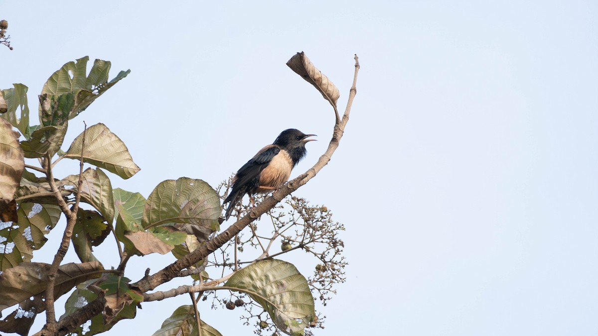 Rosy Starling - ML645940789