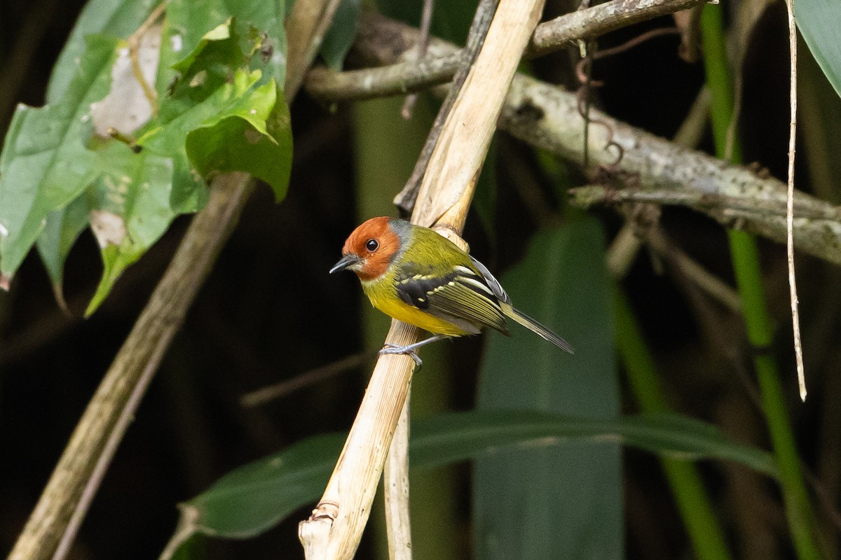 Johnson's Tody-Flycatcher - ML645940791