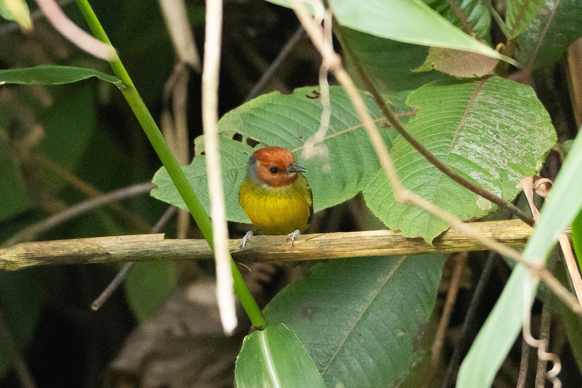 Johnson's Tody-Flycatcher - ML645940792