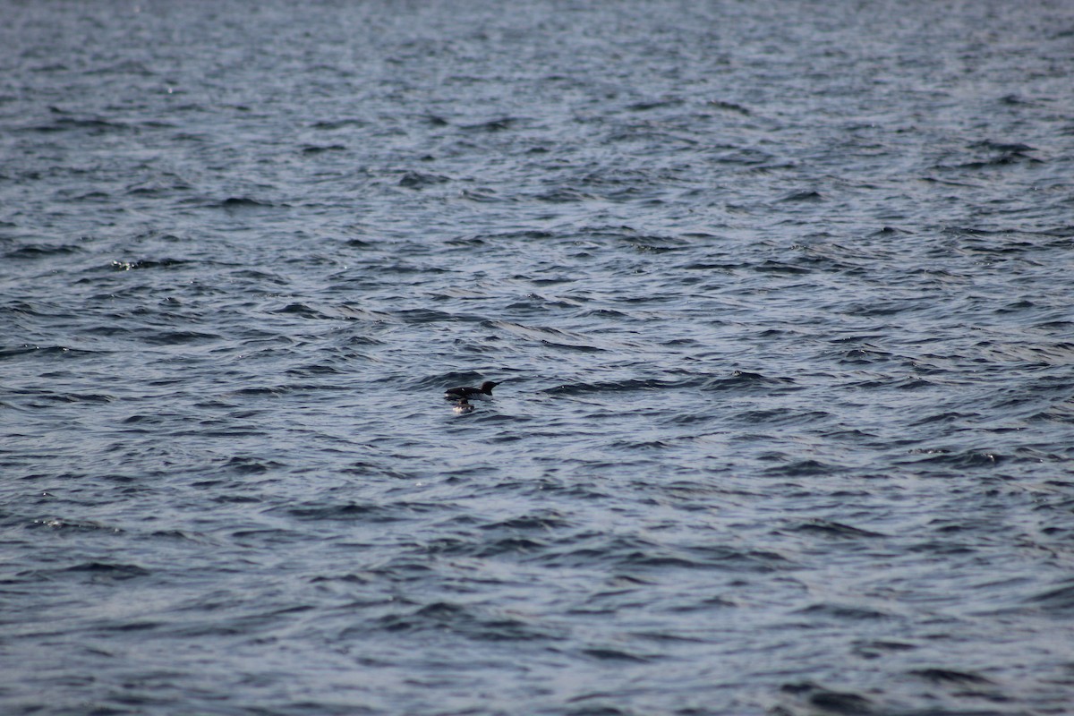 Common Murre - ML645940793