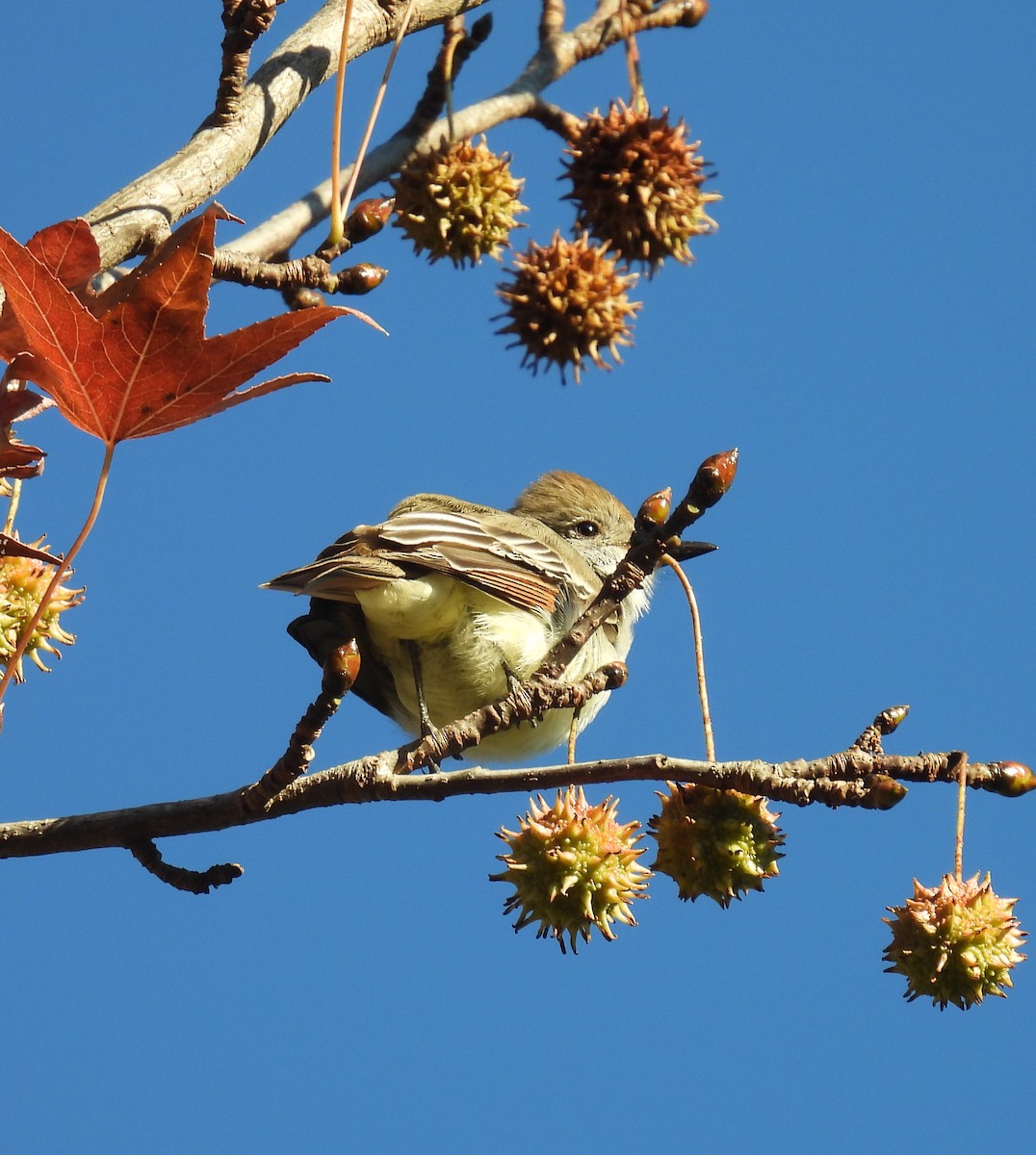 Gri Boğazlı Sinekkapan - ML645940794