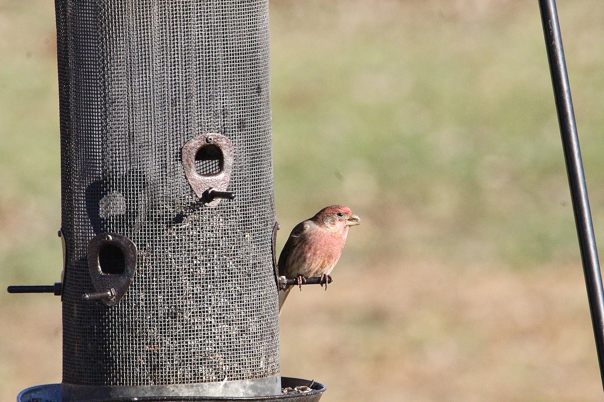 House Finch - ML645940795